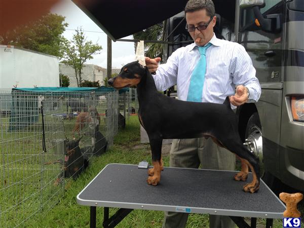 doberman pinscher puppy posted by Argus Dobermans